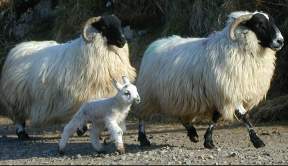 One of Arnold's lambs