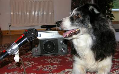A dog with mocrophones