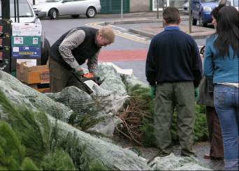 John sawing a tree