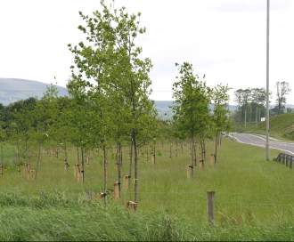 Young trees