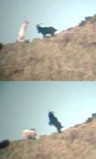 Wild goats fighting
