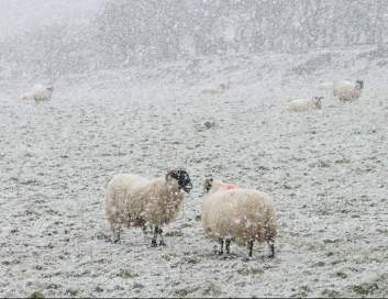 Two yows arguing in the snow
