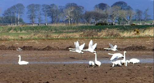 A flight of Bewick swans