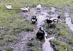 Scared ducks