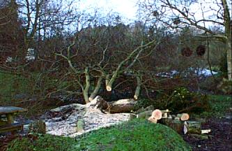 Wind damage
