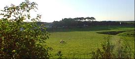 The view