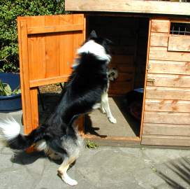 Tudor the border collie has lost the game