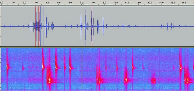 A bat call