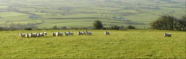 Some strange sheep