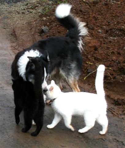 Tudor, Murg and Kaspar