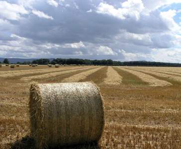 A bale of straw