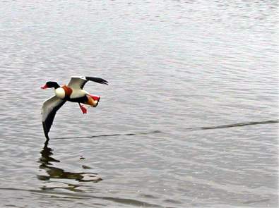 A wheeling Shellduck