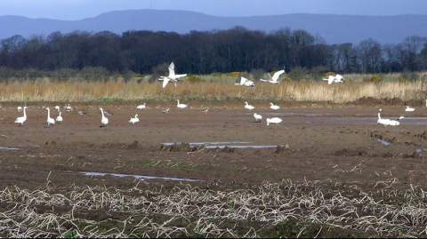 Bewicks swans in a field