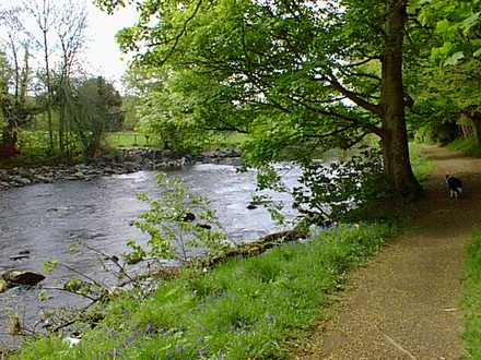Some old trees along the Roe