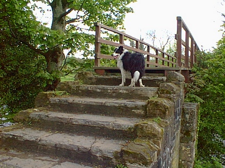 Tudor, the border collie on the steps to the upper bridge in the Roe Valley Country Park