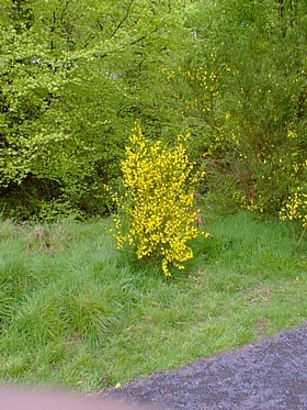 Golden gorse bush