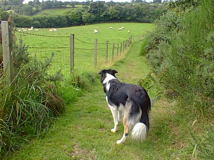 Tudor, the border collie watching some Sheep