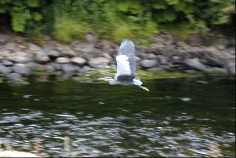 Henry, the bad-tempered heron