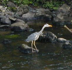 The heron