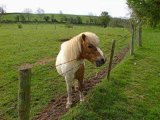 Meg feeding a small brown horse