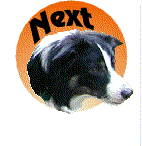 Next button with collie